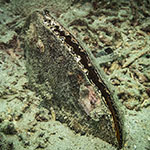 Pinna nobilis